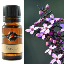 Load image into Gallery viewer, Gumleaf Fragrance Oil - Boronia
