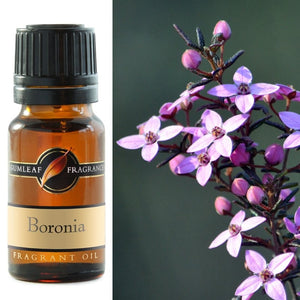 Gumleaf Fragrance Oil - Boronia