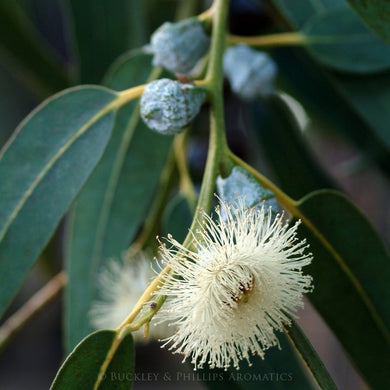 Essential Oil - Eucalyptus Lemon Gum 