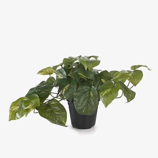 Pothos Variegated In Pot - 19cm