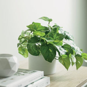 Pothos Variegated In Pot - 19cm