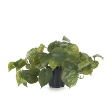 Load image into Gallery viewer, Philodendron Green In Pot - 19cm
