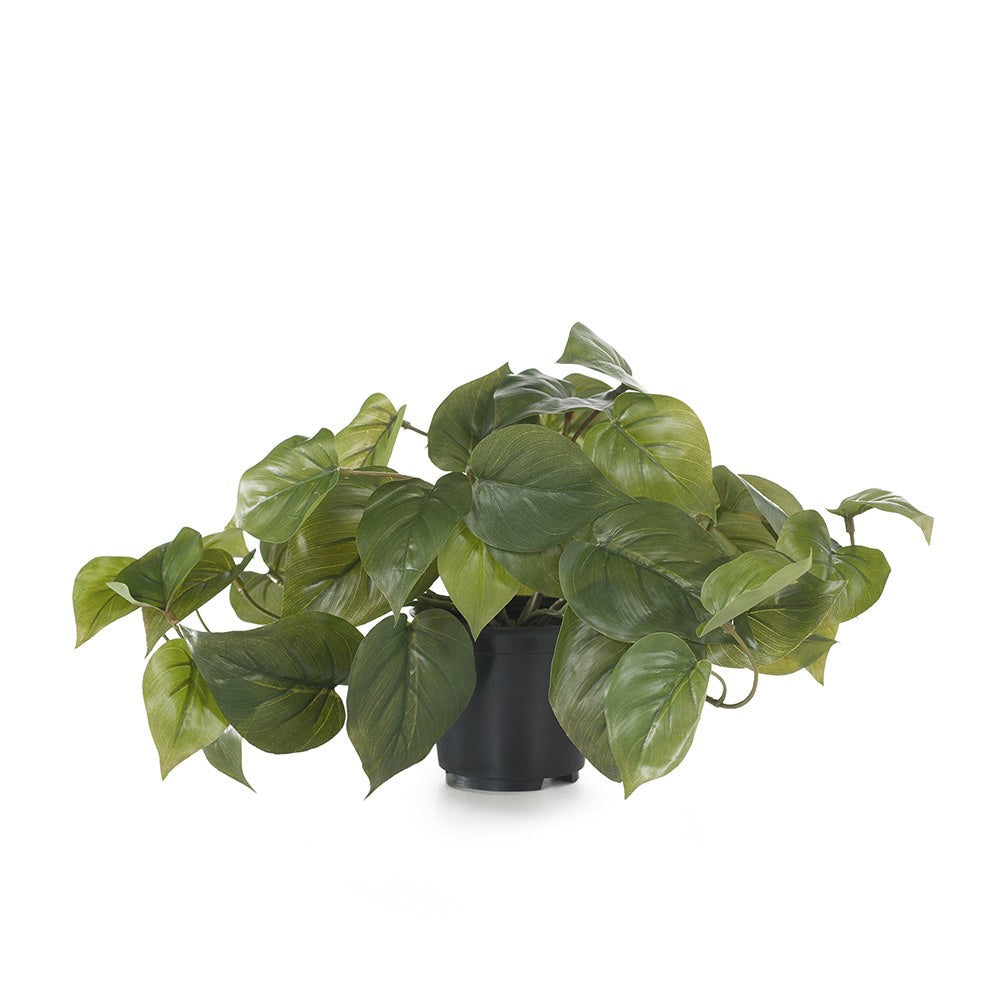 Philodendron Green In Pot - 19cm