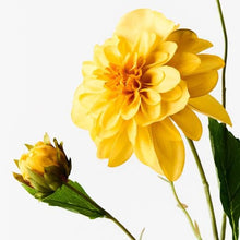 Load image into Gallery viewer, Dahlia Pompon - Yellow 65cml
