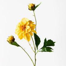 Load image into Gallery viewer, Dahlia Pompon - Yellow 65cml
