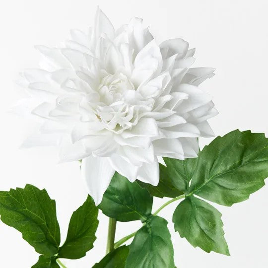 Dahlia Winter White 71cm 