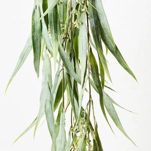 Eucalypus Seed Hanging Bush 