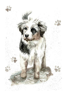 Card - Mako Australian Shepherd