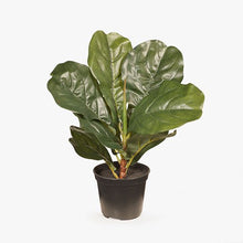 Load image into Gallery viewer, Fiddle Leaf Green Plant In Pot - 30cm
