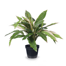 Load image into Gallery viewer, Cordyline Green &amp; Pink Plant In Pot - 40cm
