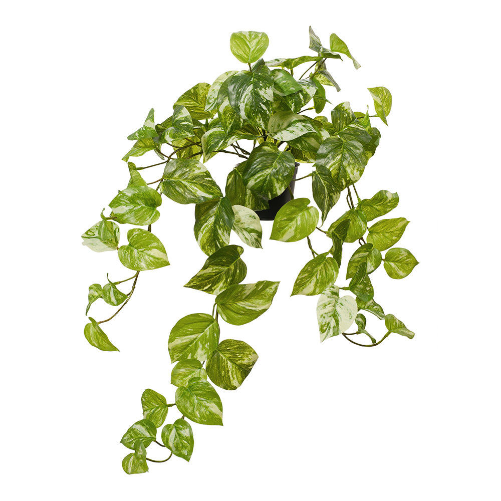 Pothos Varigated Marble Hanging Bush in Pot - 64cm